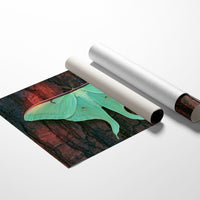 Luna Moth on Old Bark