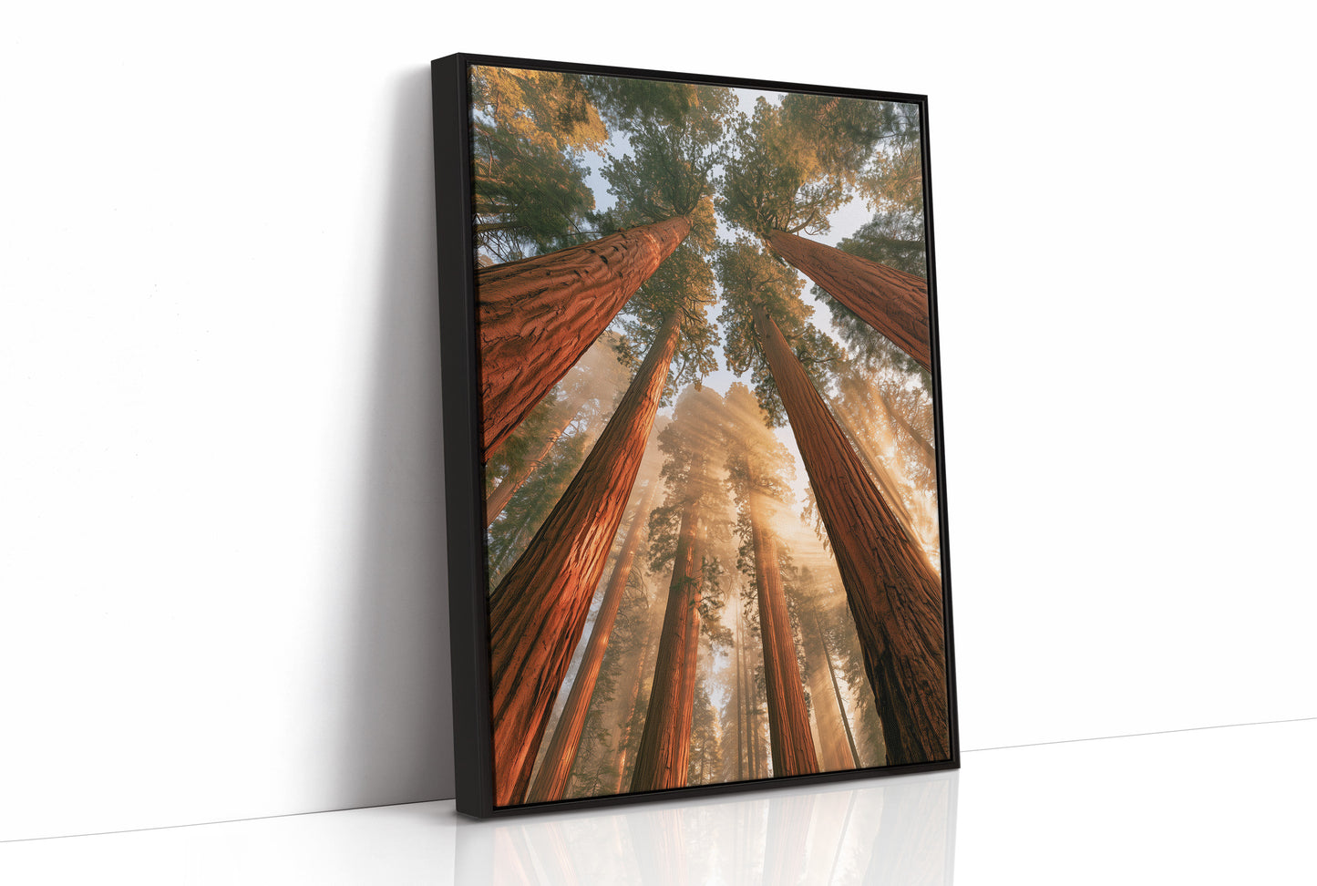 Cathedral of Redwoods