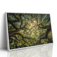 Ancient Oaks Weave Summer Light