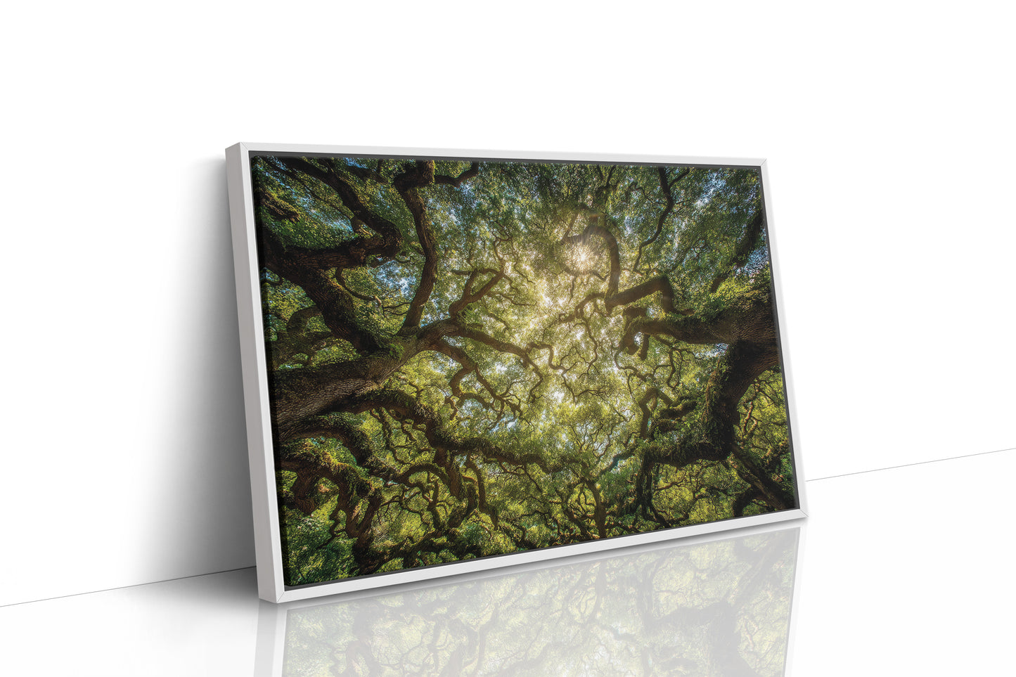 Ancient Oaks Weave Summer Light