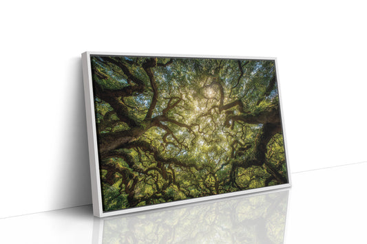 Ancient Oaks Weave Summer Light