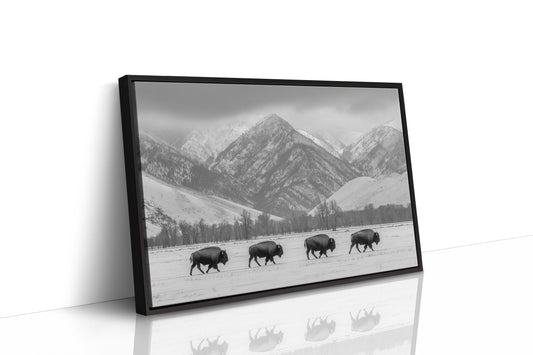 Where the Buffalo Roam