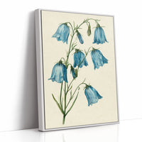 Bell Bottom Blues: A Bluebell Study