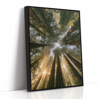 Redwoods and Sunburst