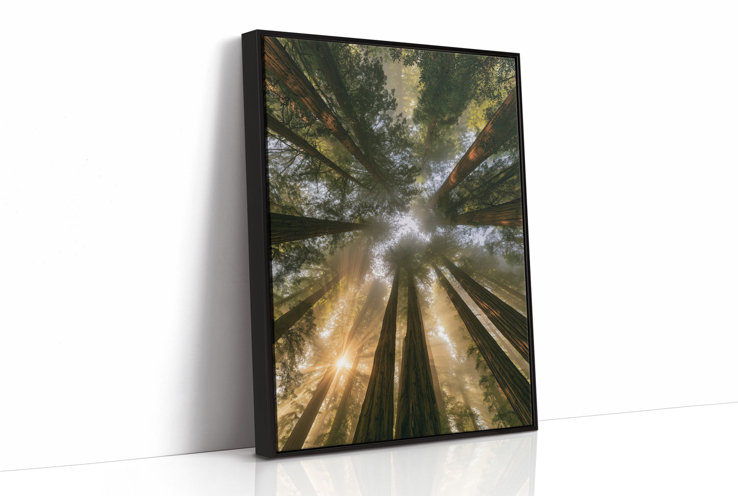 Redwoods and Sunburst
