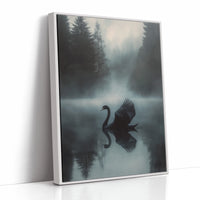 Black Swan in Morning Fog