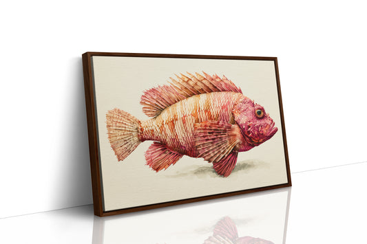 Coral Scorpionfish Study
