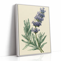 Sprig of Lavender Study