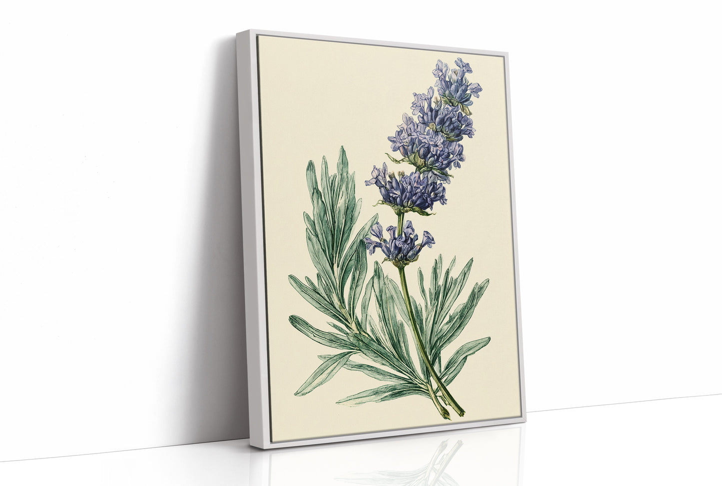 Sprig of Lavender Study