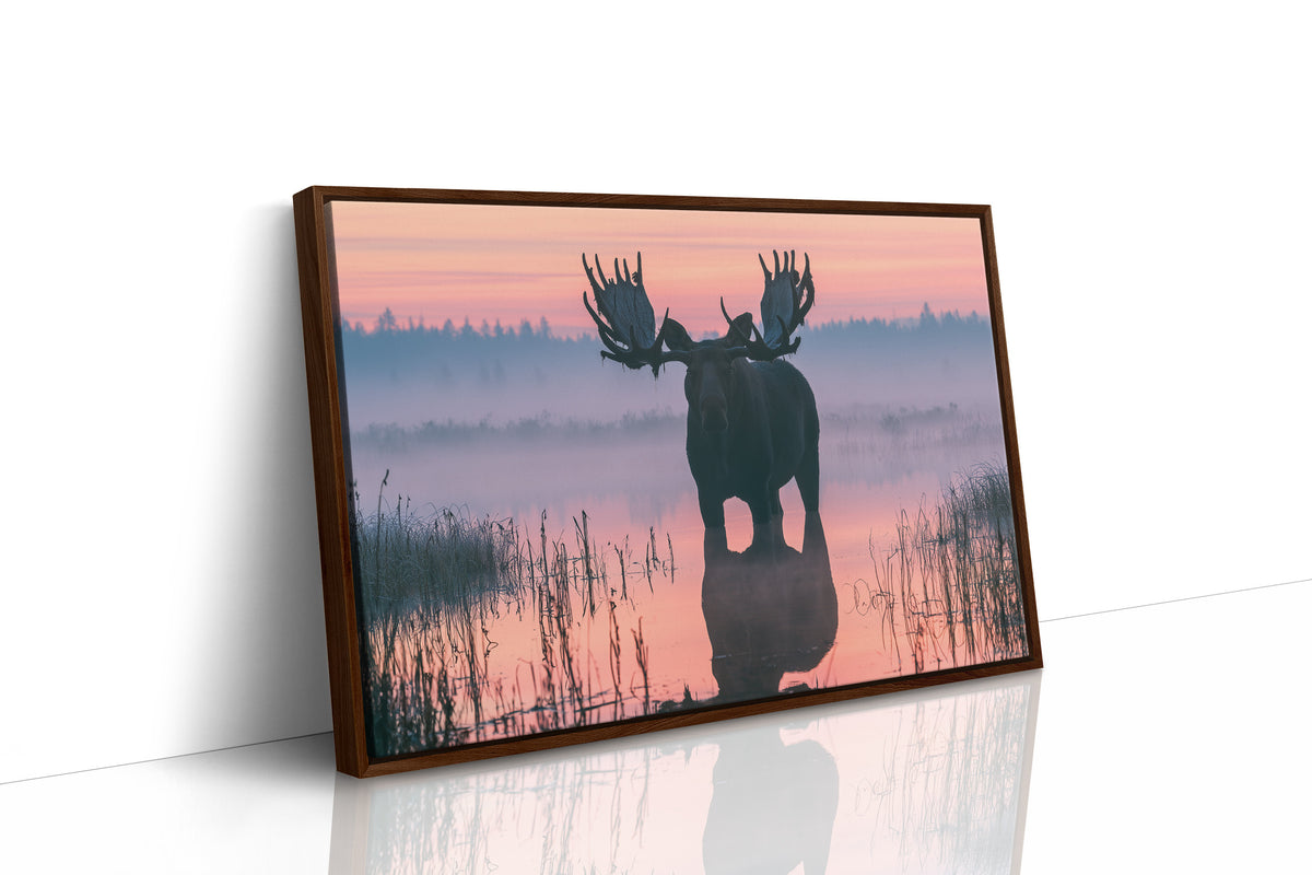 Bull Moose at First Light