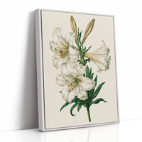 Trumpet of Spring: White Lily Study
