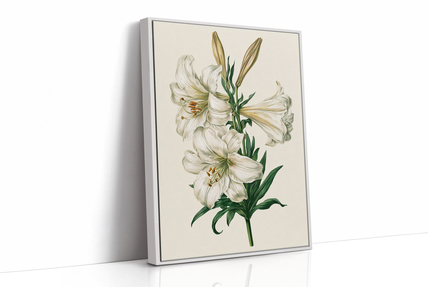 Trumpet of Spring: White Lily Study