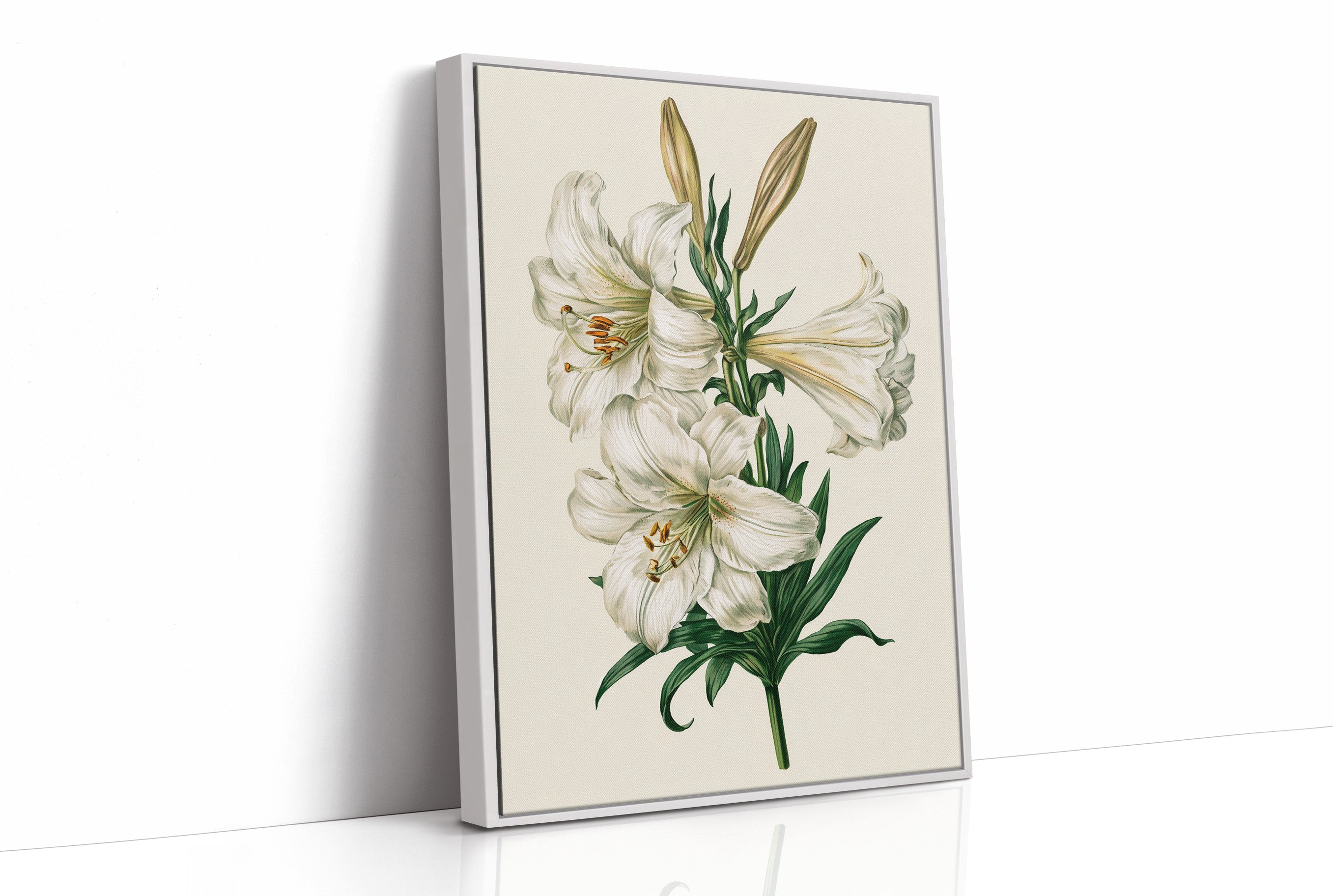 Trumpet of Spring: White Lily Study