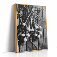 Garlic Hanging In Shadow