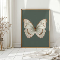 A Dance of Delicate Wings