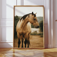 Buckskin Beauty in the Evening Light