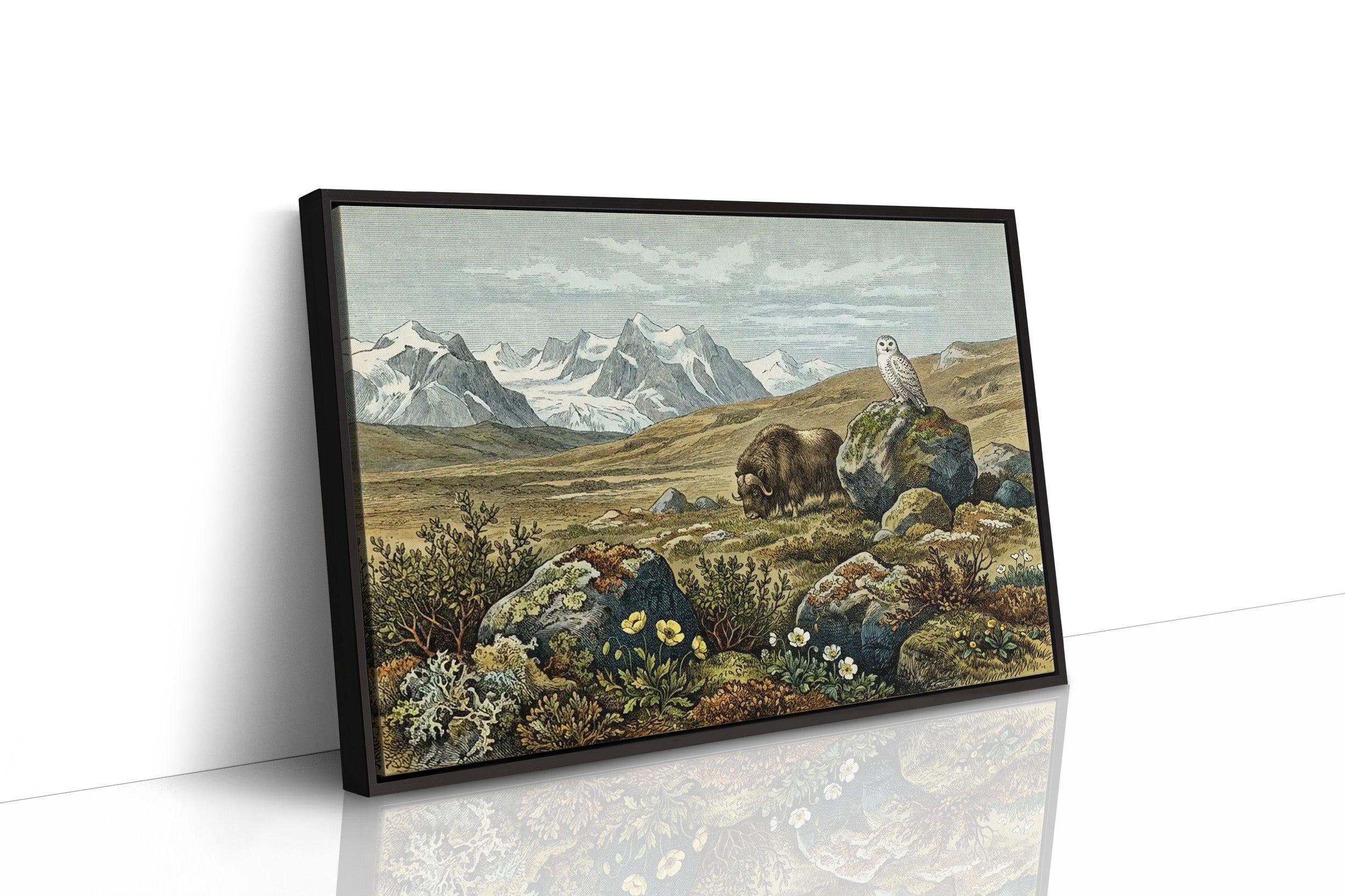 Tundra Watch, Owl and Musk Ox