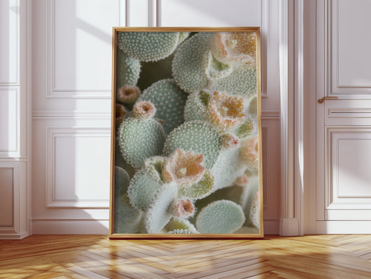 Soft Bloom on Fuzzy Desert Cactus