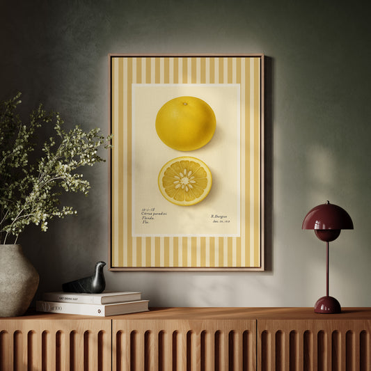 Florida Grapefruit Vintage Botanical Art