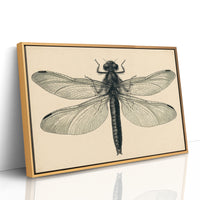 Dragonfly Anatomy Study