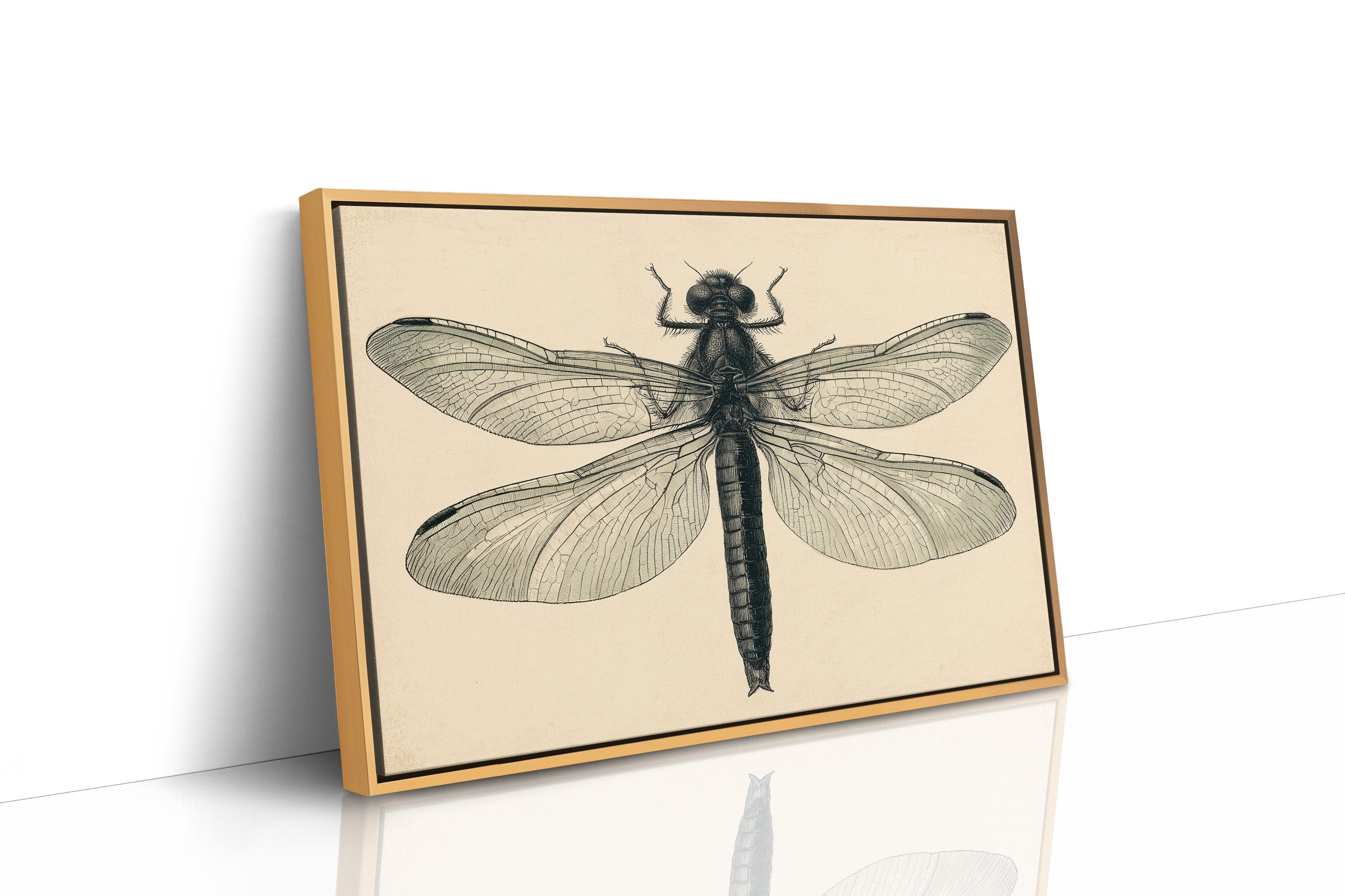 Dragonfly Anatomy Study