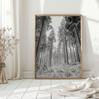 Beneath the Silent Canopy