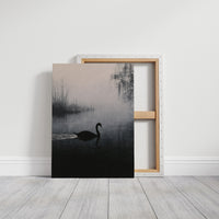Black Swan on Silent Water