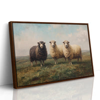 Three Sheep Stand Watch At Dawn