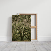 Ancient Oak, Draped in Moss