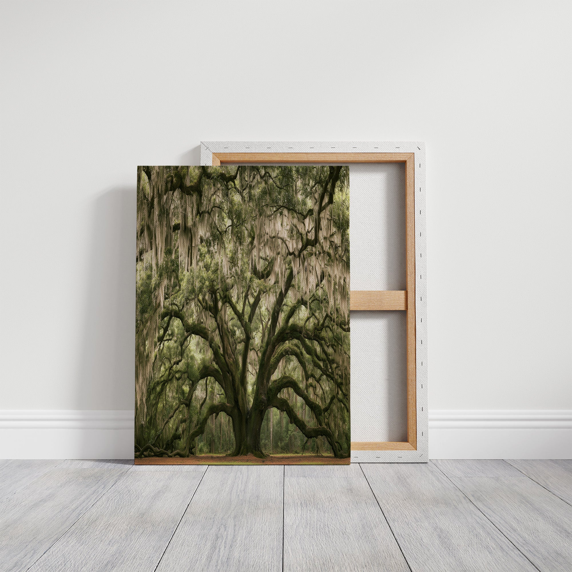 Ancient Oak, Draped in Moss