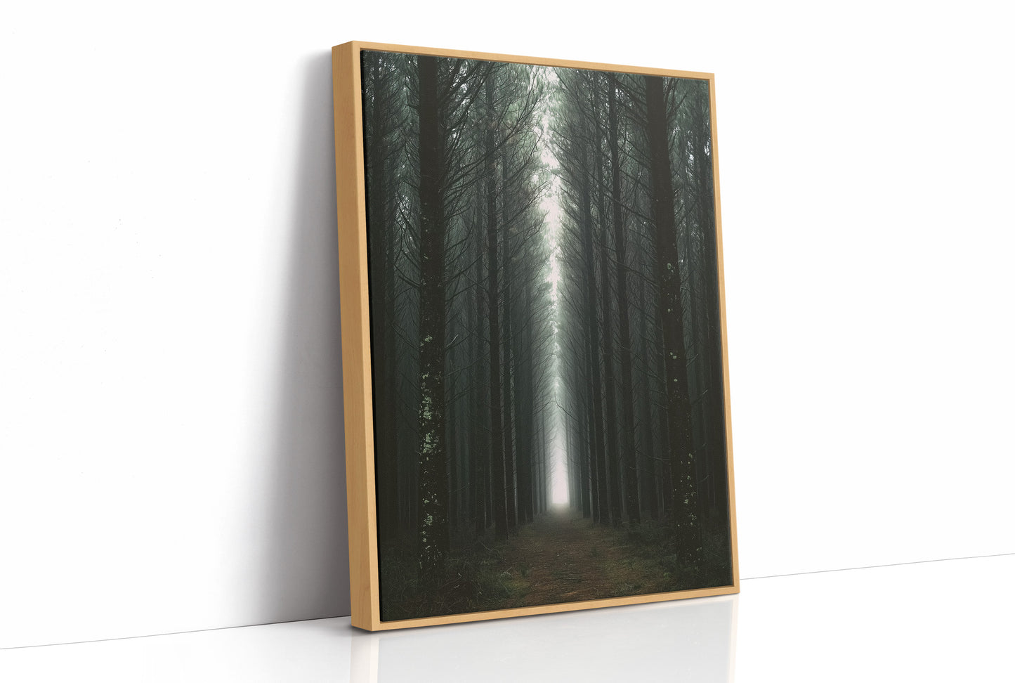 Endless Pine Corridor Of Light