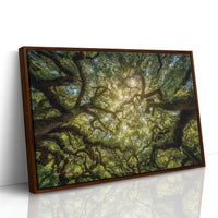 Ancient Oaks Weave Summer Light