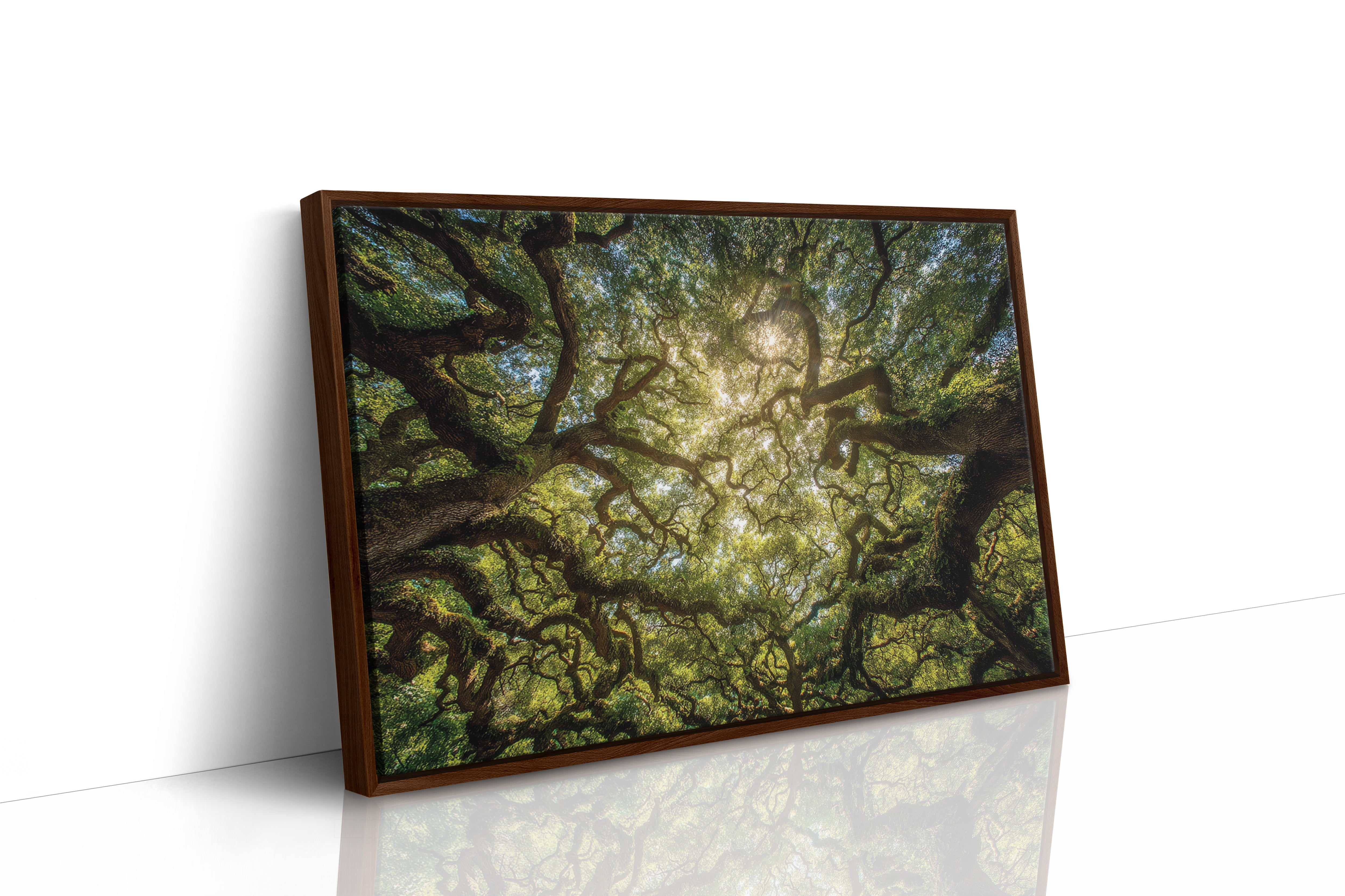 Ancient Oaks Weave Summer Light