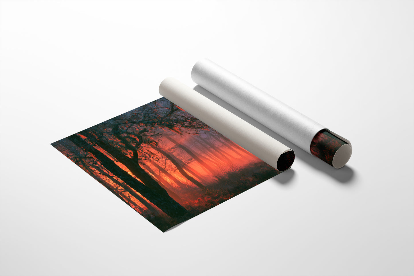 Forest Aglow In The Mist