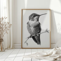 The Stillness of Feathered Grace
