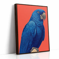 Cobalt Macaw Portrait