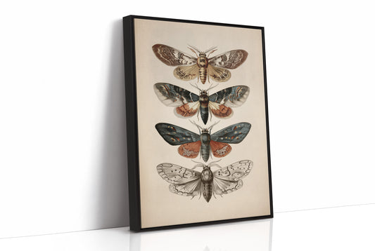Nocturnal Symphony: Moths in Vintage Illustration
