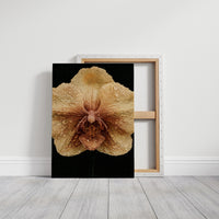 Dew-Kissed Orchid Bloom