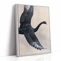 Black Swan Takes Evening Flight
