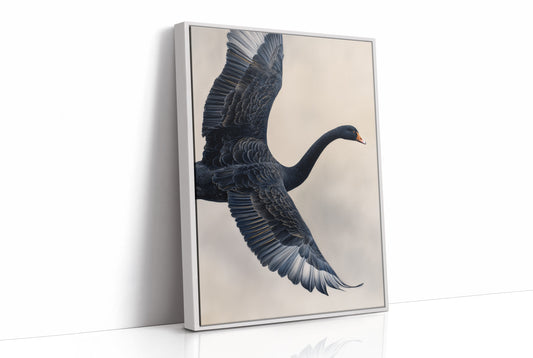 Black Swan Takes Evening Flight