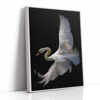 White Swan Graces The Night Bar