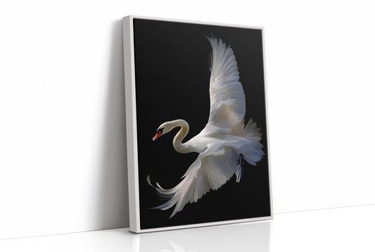 White Swan Graces The Night Bar