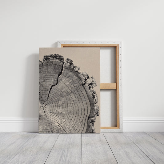 Cross-Section of Time