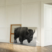 American Bison