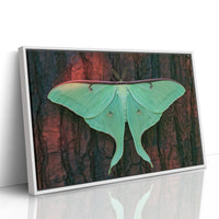 Luna Moth on Old Bark