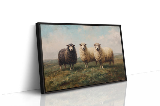 Three Sheep Stand Watch At Dawn