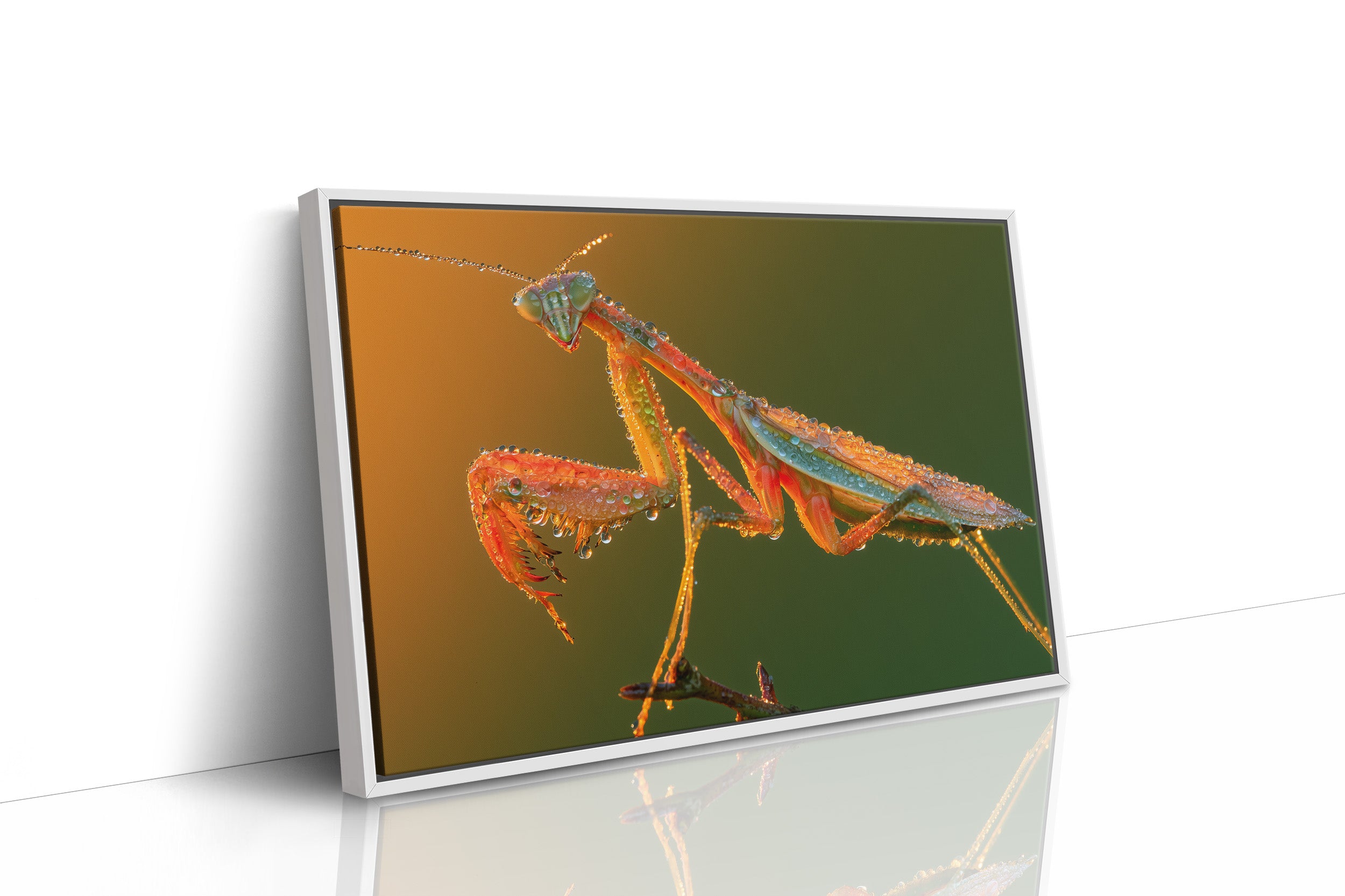 Dew-Kissed Mantis at Dawn