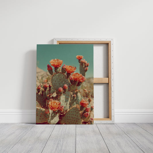 Desert Blooms in Radiant Sunlight