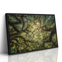 Ancient Oaks Weave Summer Light