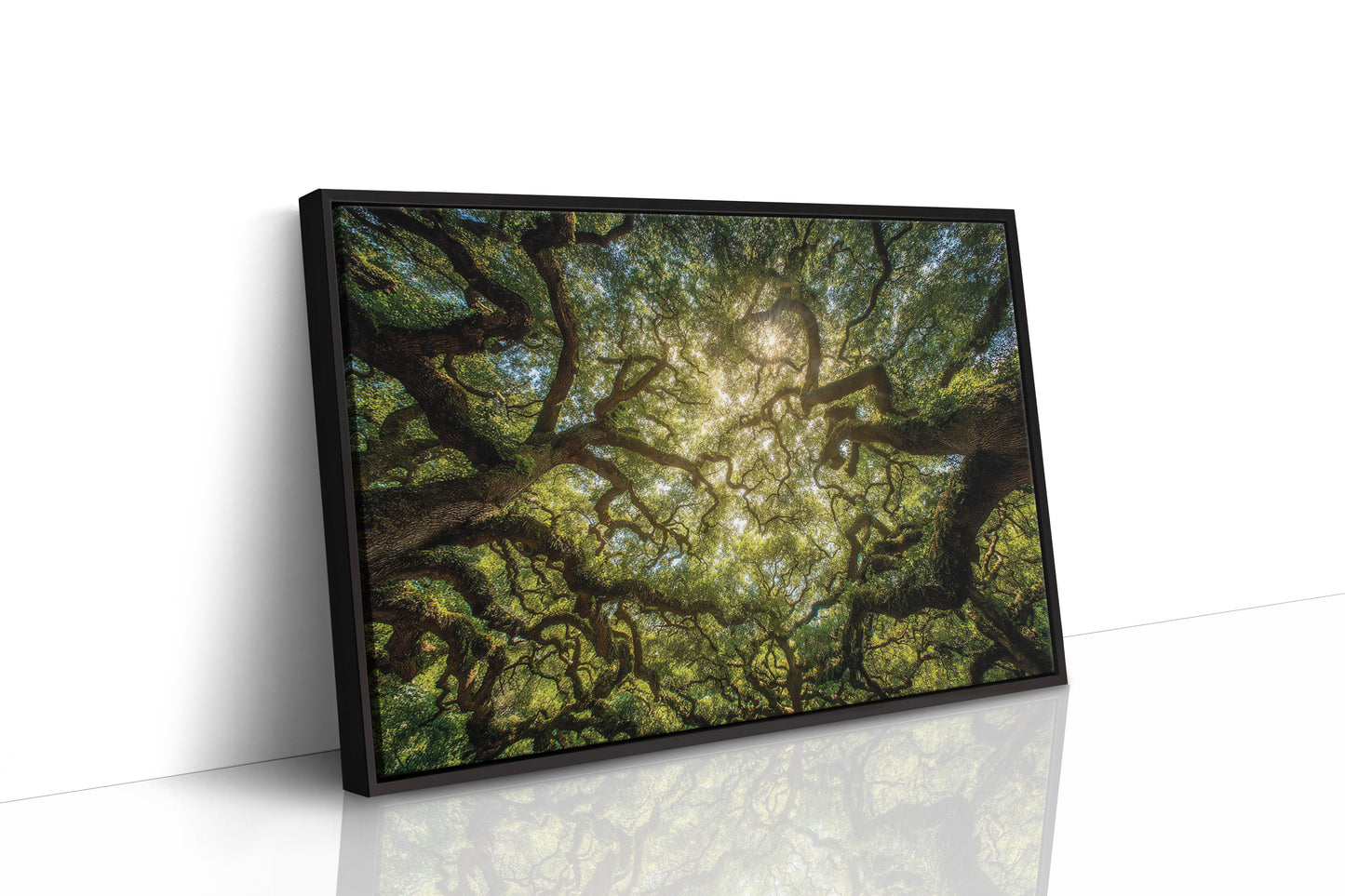 Ancient Oaks Weave Summer Light